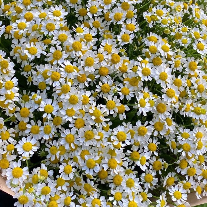 Букет полевых ромашек, фото 4